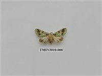 藏品(夜蛾619)的圖片